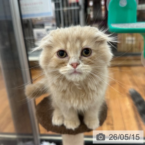 京都府のスコティッシュフォールド (ペットプラス 久御山店/2026年2月25日生まれ/男の子/クリームタビー)の子猫の4枚目の画像