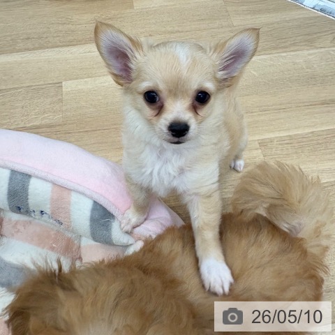 チワワの写真