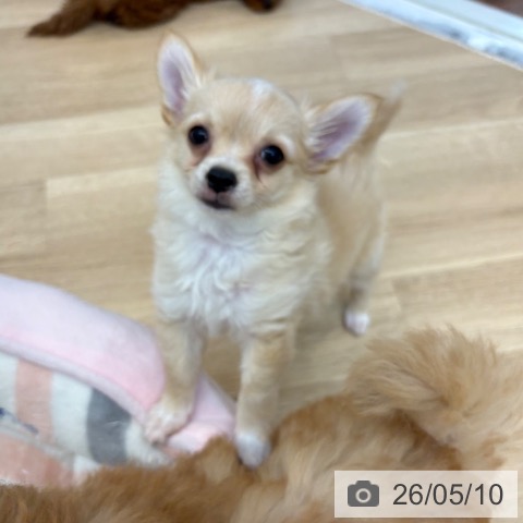 チワワの写真