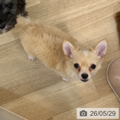 チワワの写真