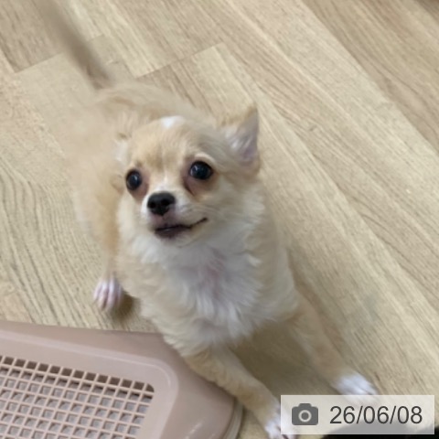 チワワの写真