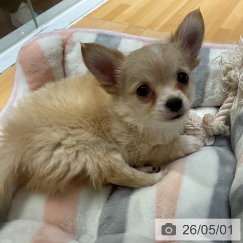 チワワの写真