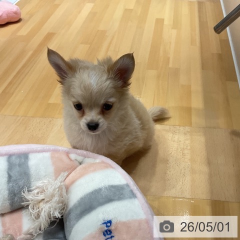 奈良県のチワワ(ロング) (ペットプラス 大和郡山店/2026年2月25日生まれ/男の子/クリームホワイト)の子犬の3枚目の画像