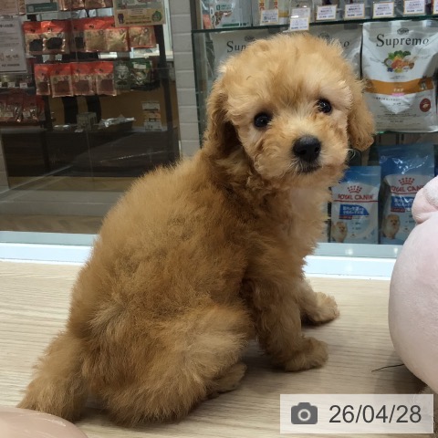 トイ・プードルの写真