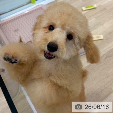 トイ・プードルの写真