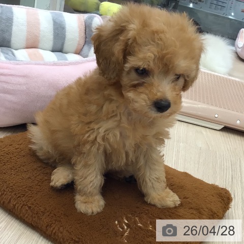 トイ・プードルの写真