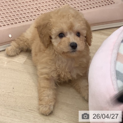 トイ・プードルの写真