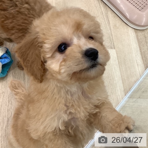 トイ・プードルの写真