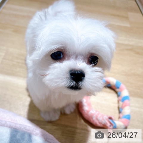 マルチーズの写真