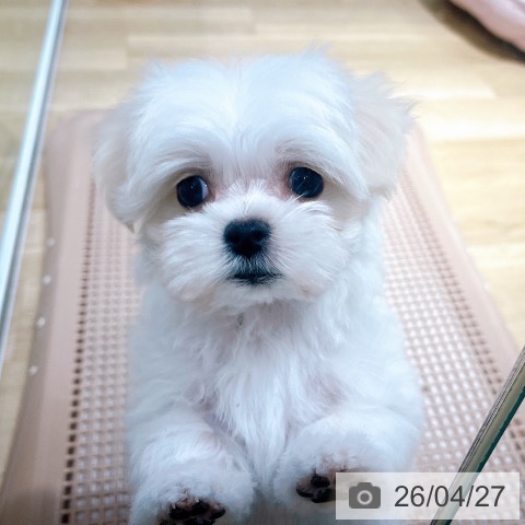 マルチーズの写真