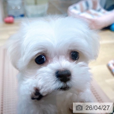 マルチーズの写真
