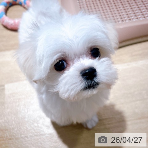 マルチーズの写真