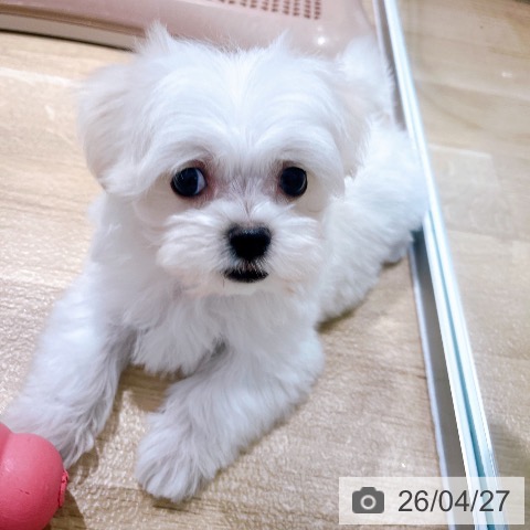 マルチーズの写真
