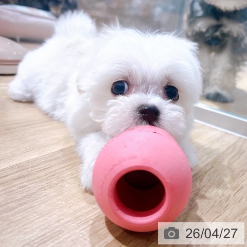 マルチーズの写真