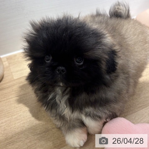 ペキニーズの写真