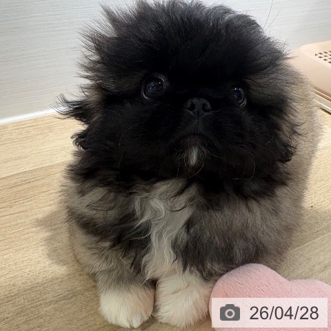 ペキニーズの写真