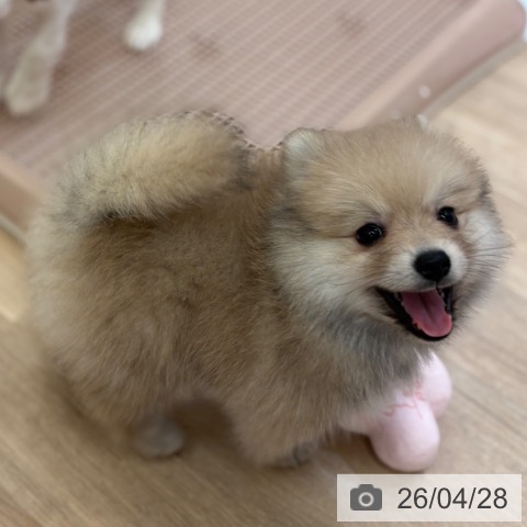 大阪府のポメラニアン (ペットプラス 大阪ドームシティ店/2026年2月24日生まれ/女の子/ウルフセーブル)の子犬の4枚目の画像