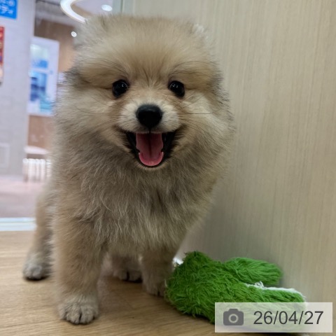 大阪府のポメラニアン (ペットプラス 大阪ドームシティ店/2026年2月24日生まれ/女の子/ウルフセーブル)の子犬の3枚目の画像