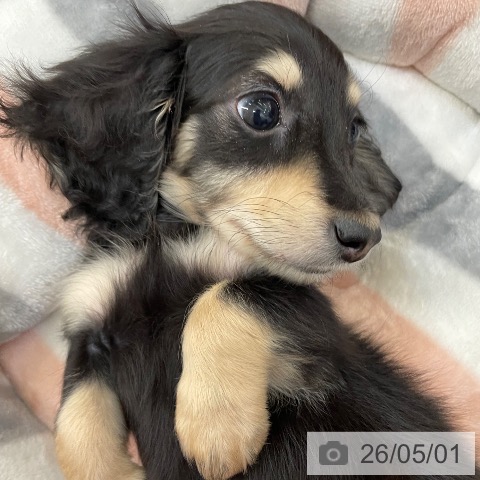 新潟県のミニチュアダックスフンド(ロング) (ペットプラス 新潟青山店/2026年2月24日生まれ/男の子/ブラックイエロー)の子犬の4枚目の画像
