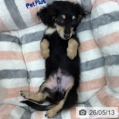 ミニチュア・ダックスフンドの写真