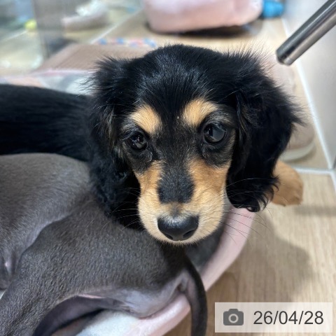 ミニチュア・ダックスフンドの写真