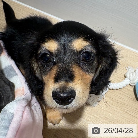 ミニチュア・ダックスフンドの写真