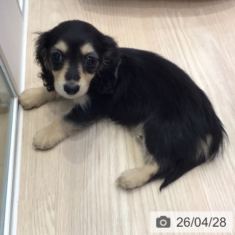 ミニチュア・ダックスフンドの写真