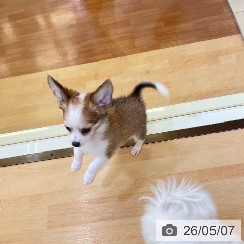 チワワの写真