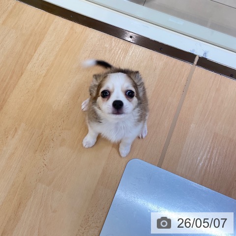 チワワの写真