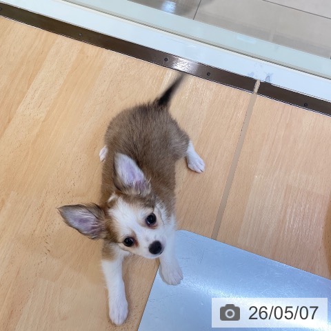 チワワの写真