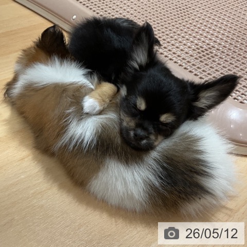 チワワの写真