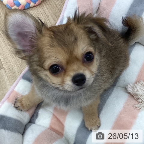 新潟県のチワワ(ロング) (ペットプラス 新潟南店/2026年2月24日生まれ/男の子/レッド)の子犬の4枚目の画像