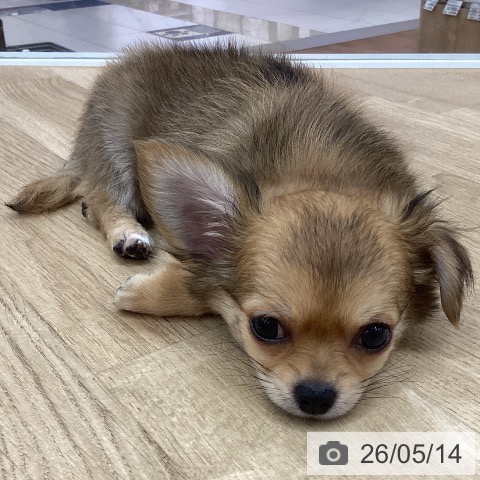 新潟県のチワワ(ロング) (ペットプラス 新潟南店/2026年2月24日生まれ/男の子/レッド)の子犬の3枚目の画像