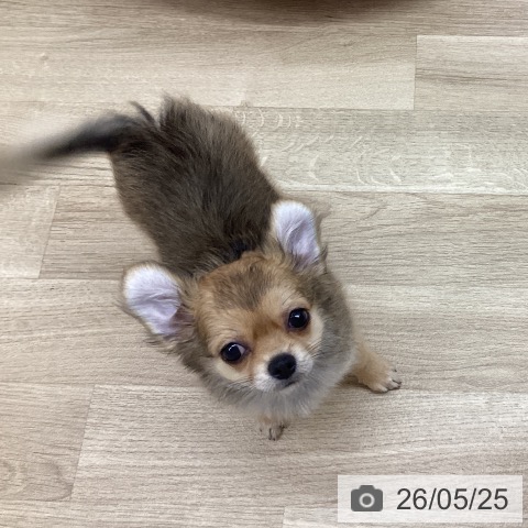 新潟県のチワワ(ロング) (ペットプラス 新潟南店/2026年2月24日生まれ/男の子/レッド)の子犬の3枚目の画像