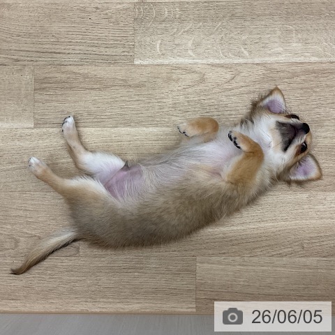 新潟県のチワワ(ロング) (ペットプラス 新潟南店/2026年2月24日生まれ/男の子/レッド)の子犬の4枚目の画像
