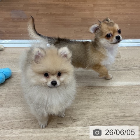 新潟県のチワワ(ロング) (ペットプラス 新潟南店/2026年2月24日生まれ/男の子/レッド)の子犬の3枚目の画像