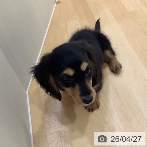 奈良県のミニチュアダックスフンド(ロング) (ペットプラス 大和郡山店/2026年2月15日生まれ/男の子/ブラックタン)の子犬の4枚目の画像