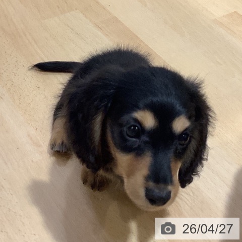 奈良県のミニチュアダックスフンド(ロング) (ペットプラス 大和郡山店/2026年2月15日生まれ/男の子/ブラックタン)の子犬の3枚目の画像