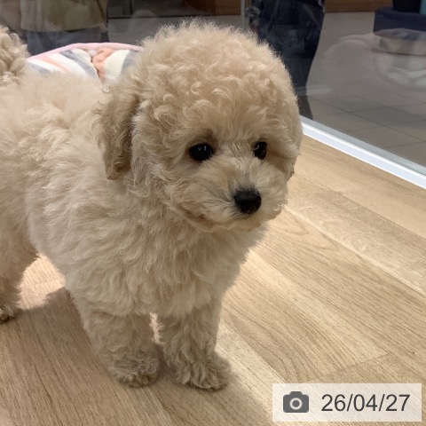 トイ・プードルの写真