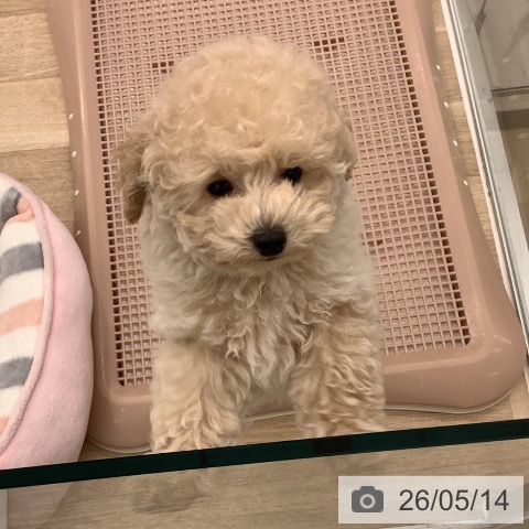 大阪府のトイプードル(トイ) (ペットプラス りんくう泉南店/2026年2月22日生まれ/男の子/ペールフォーン)の子犬の4枚目の画像