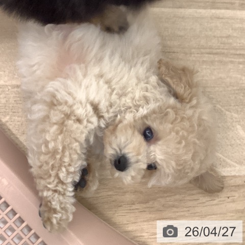 トイ・プードルの写真