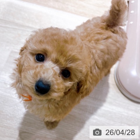 トイ・プードルの写真