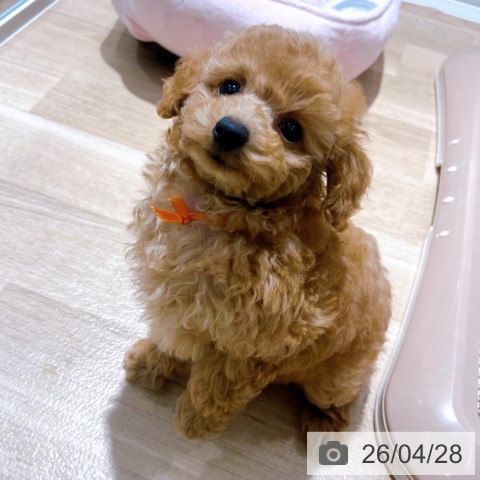 トイ・プードルの写真