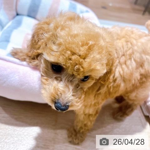 トイ・プードルの写真