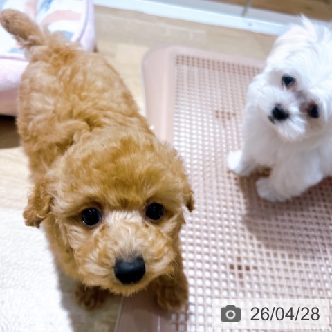 トイ・プードルの写真