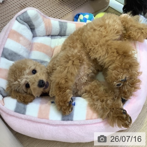 トイ・プードルの写真