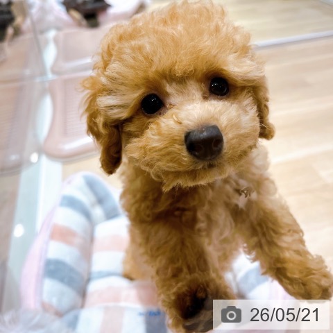 大阪府のトイプードル(トイ) (ペットプラス イオン大日店/2026年2月22日生まれ/女の子/オレンジフォーン)の子犬の4枚目の画像
