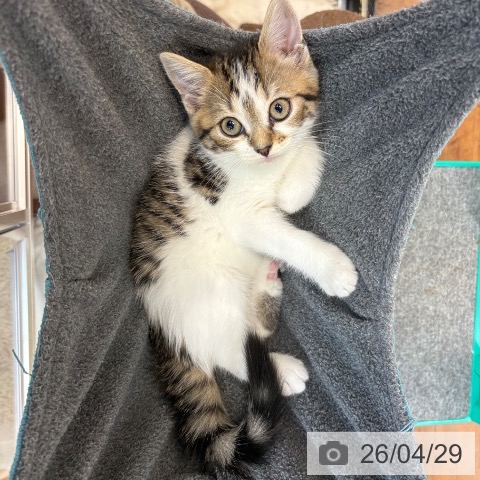 京都府のスコティッシュフォールド (ペットプラス 久御山店/2026年2月24日生まれ/男の子/ブラウンタビーホワイト)の子猫の4枚目の画像