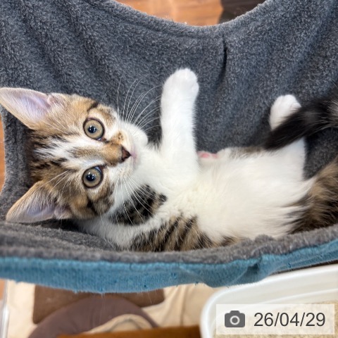 京都府のスコティッシュフォールド (ペットプラス 久御山店/2026年2月24日生まれ/男の子/ブラウンタビーホワイト)の子猫の3枚目の画像