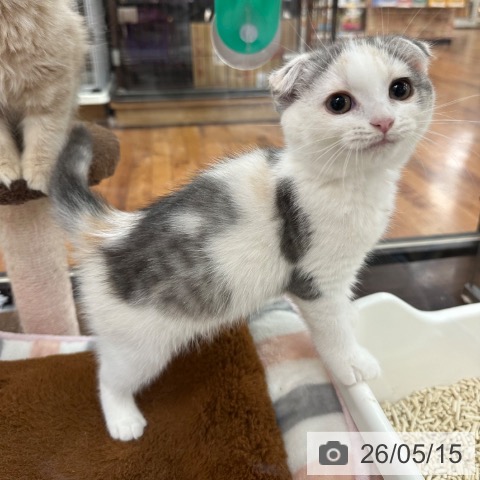 スコティッシュフォールドの写真